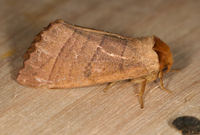 Datana major