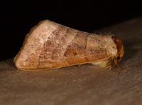 Datana drexelii