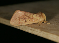 Datana robusta