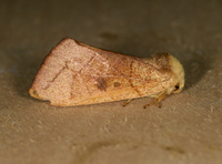 Datana robusta