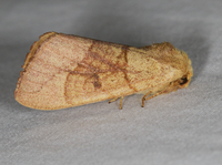 Datana robusta