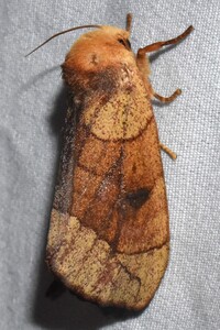 Datana robusta
