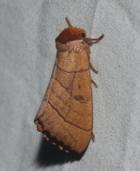 Datana major
