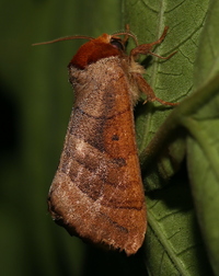Datana drexelii