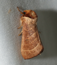 Datana integerrima