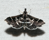 Diasemiodes janassialis