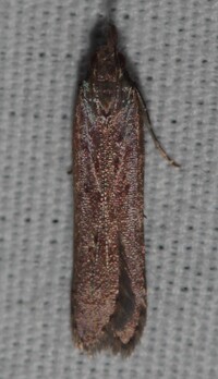 Dichomeris ligulella