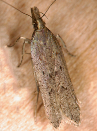 Dichomeris ligulella