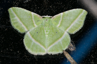 Dichorda iridaria