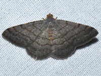 Digrammia eremiata