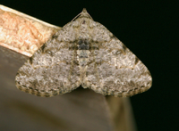 Digrammia gnophosaria
