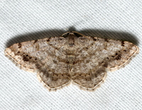 Digrammia ocellinata