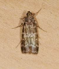 Dioryctria amatella