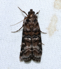 Dioryctria amatella