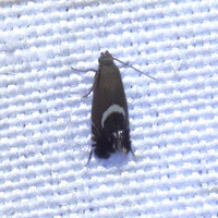 Diploschizia lanista