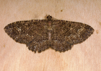 Disclisioprocta stellata