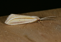 Doryodes bistrialis
