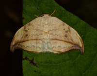 Drepana arcuata