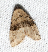 Dyspyralis illocata