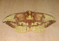 Eacles imperialis