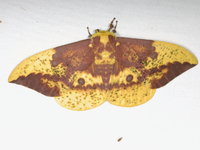 Eacles imperialis