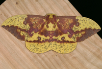 Eacles imperialis