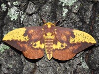 Eacles imperialis