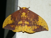 Eacles imperialis