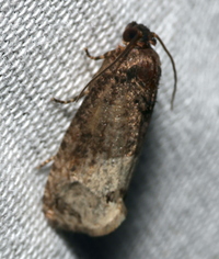 Ecdytolopha insiticiana