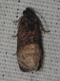 Ecdytolopha mana