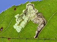 Ectoedemia virgulae