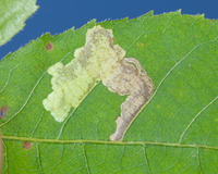 Ectoedemia virgulae