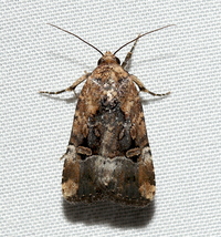 Elaphria chalcedonia