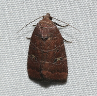 Elaphria grata