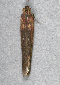 Elasmopalpus lignosella