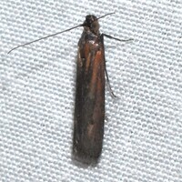 Elasmopalpus lignosella