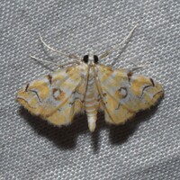 Elophila icciusalis