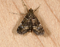 Elophila obliteralis