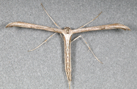 Emmelina monodactyla