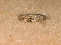 Endothenia hebesana