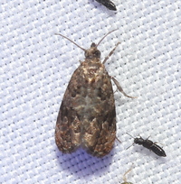 Endothenia hebesana