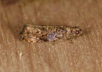 Endothenia hebesana