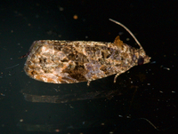 Endothenia hebesana