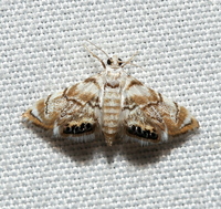 Eoparargyractis plevie