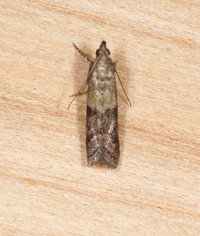 Ephestiodes infimella