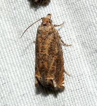Epiblema abruptana