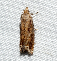 Epiblema abruptana