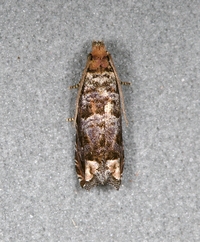 Epiblema glaseri