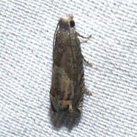 Epiblema minutana