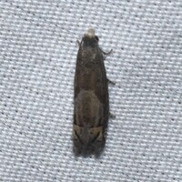 Epiblema minutana